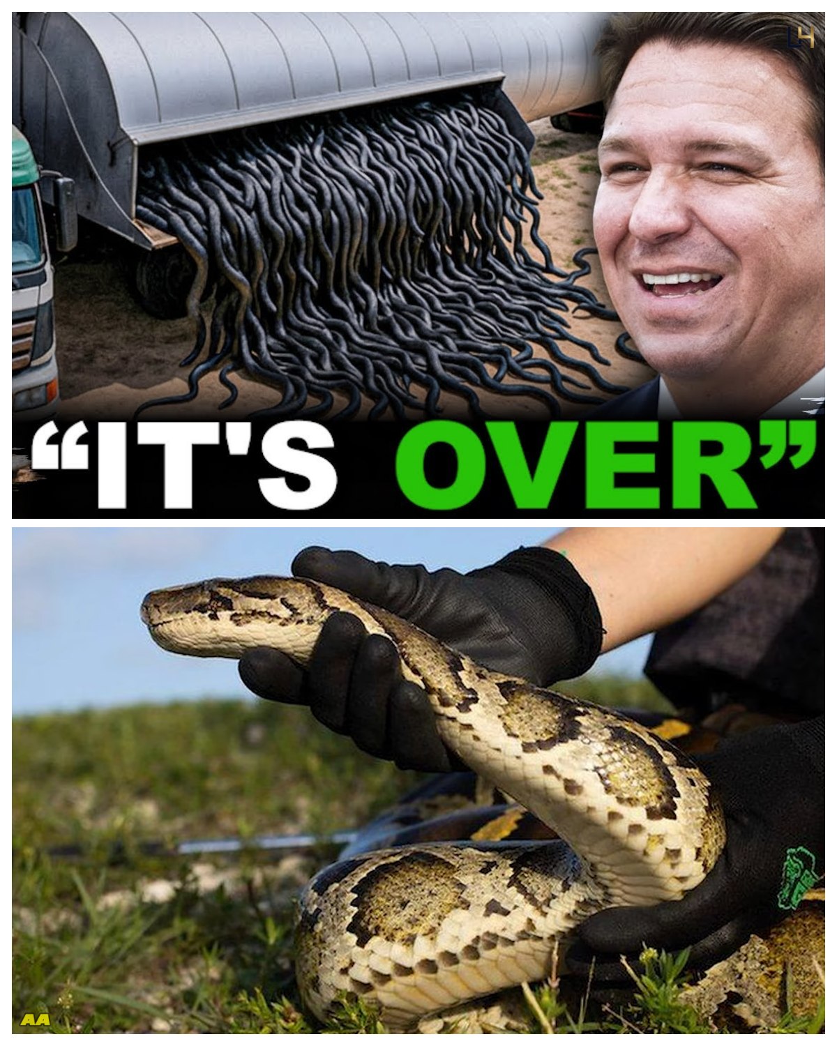 What Happens When You Release HUNDREDS of Snake Killers in Florida