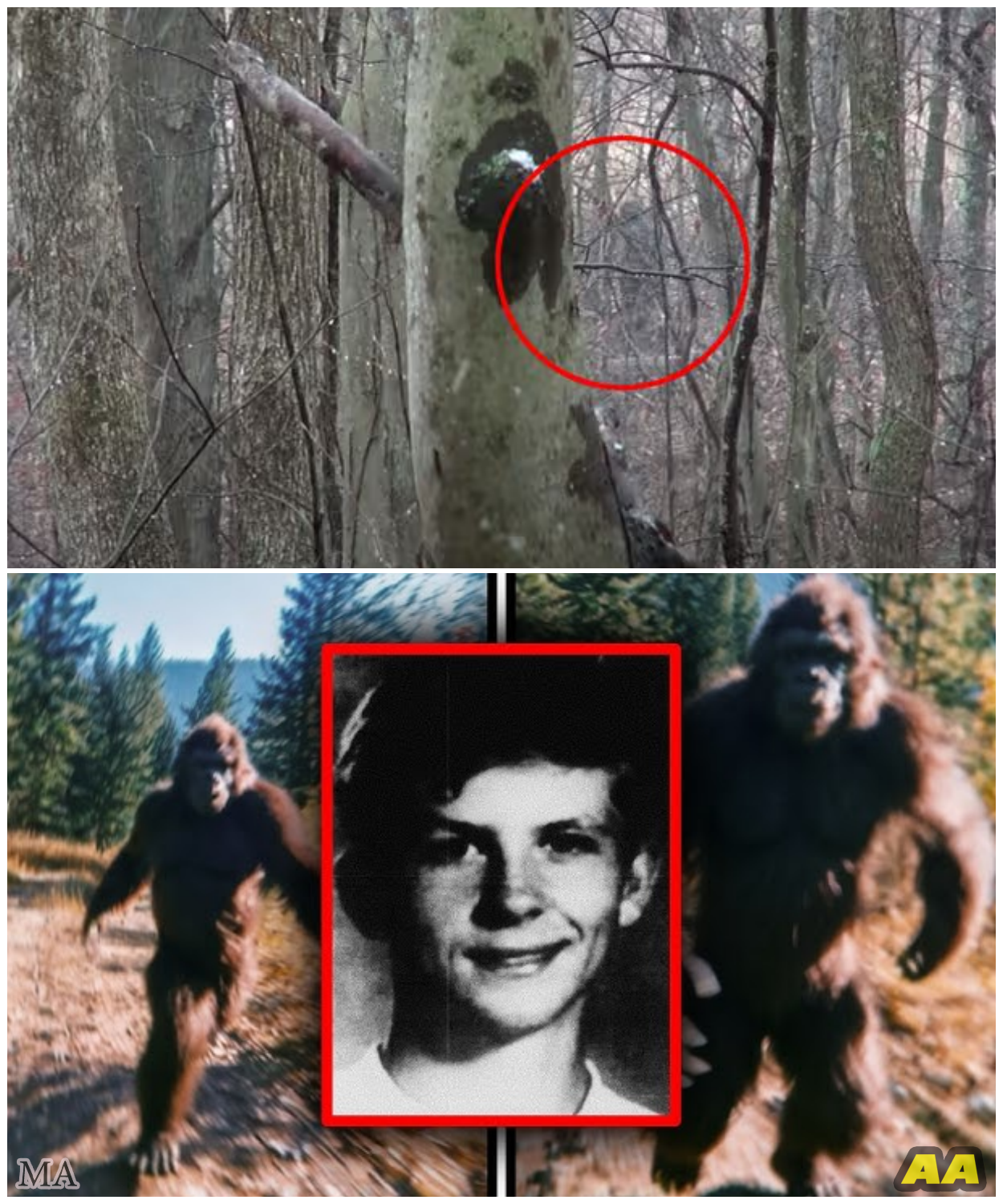 🦊 THE FOOTAGE THAT MADE EXPERTS GO SILENT: Hiker’s Chilling Bigfoot Video Sparks Worldwide Panic 🌲📹