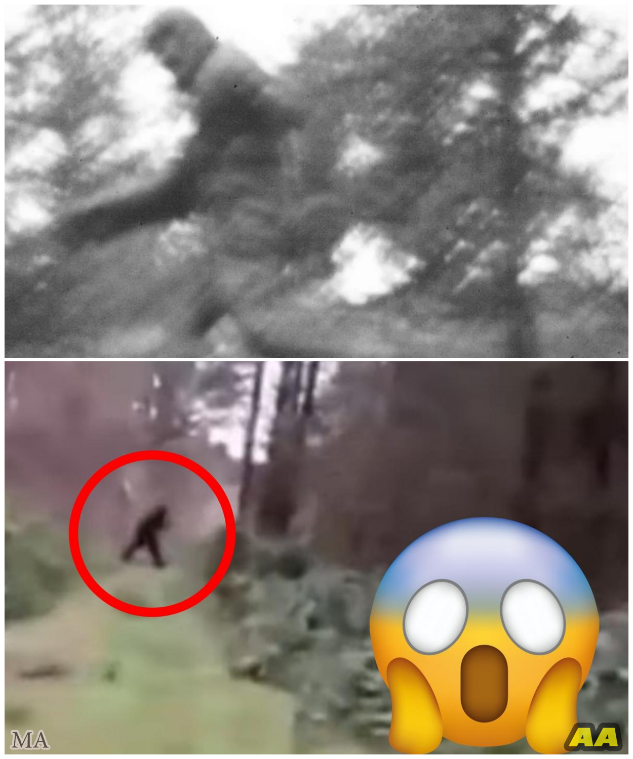 🦊 THE LEGEND JUST STEPPED INTO REALITY: Stunning New Bigfoot Video Has Experts Questioning Everything 👣📹